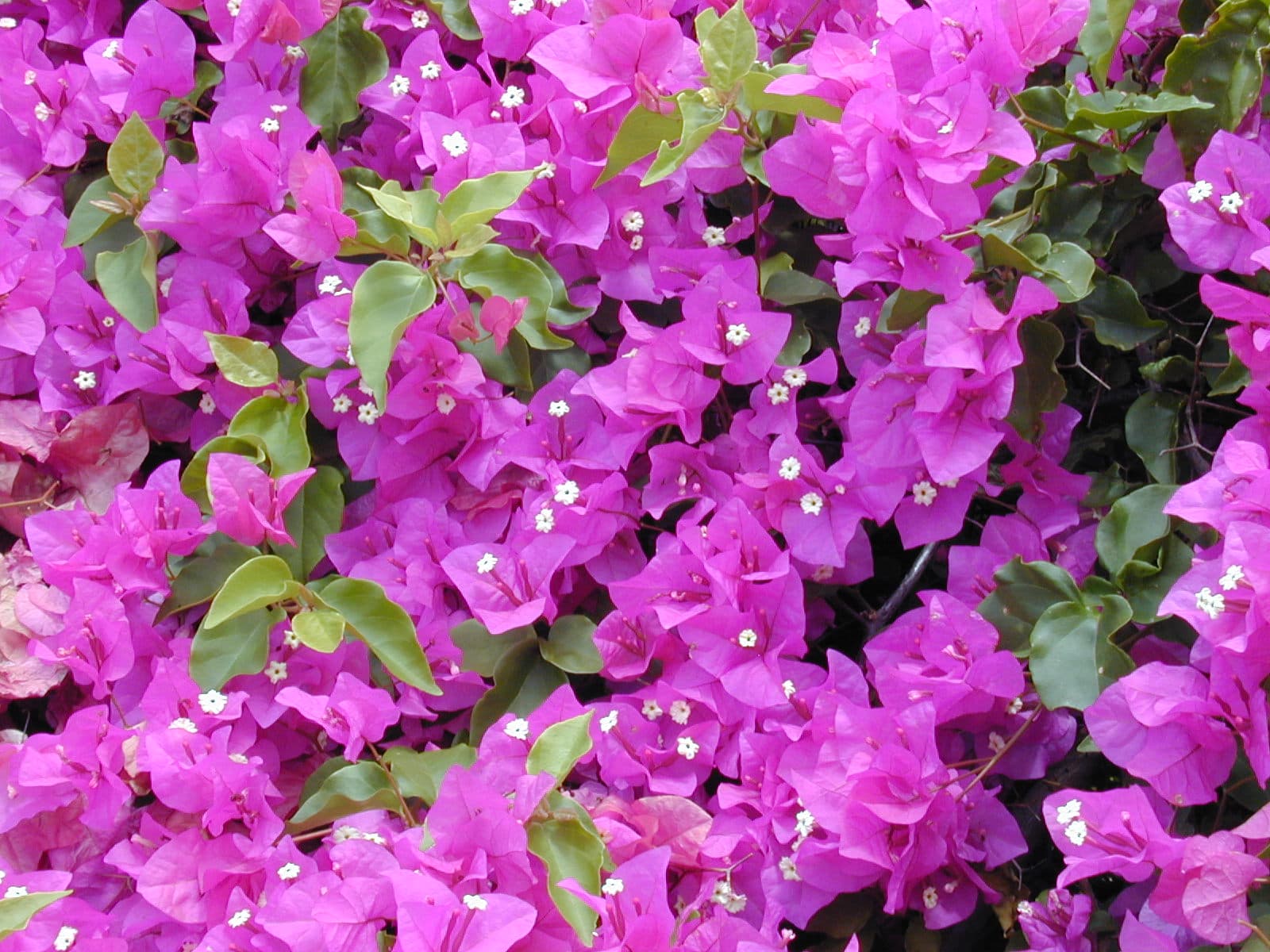 Bougainvillea (Bougainvillea glabra)
