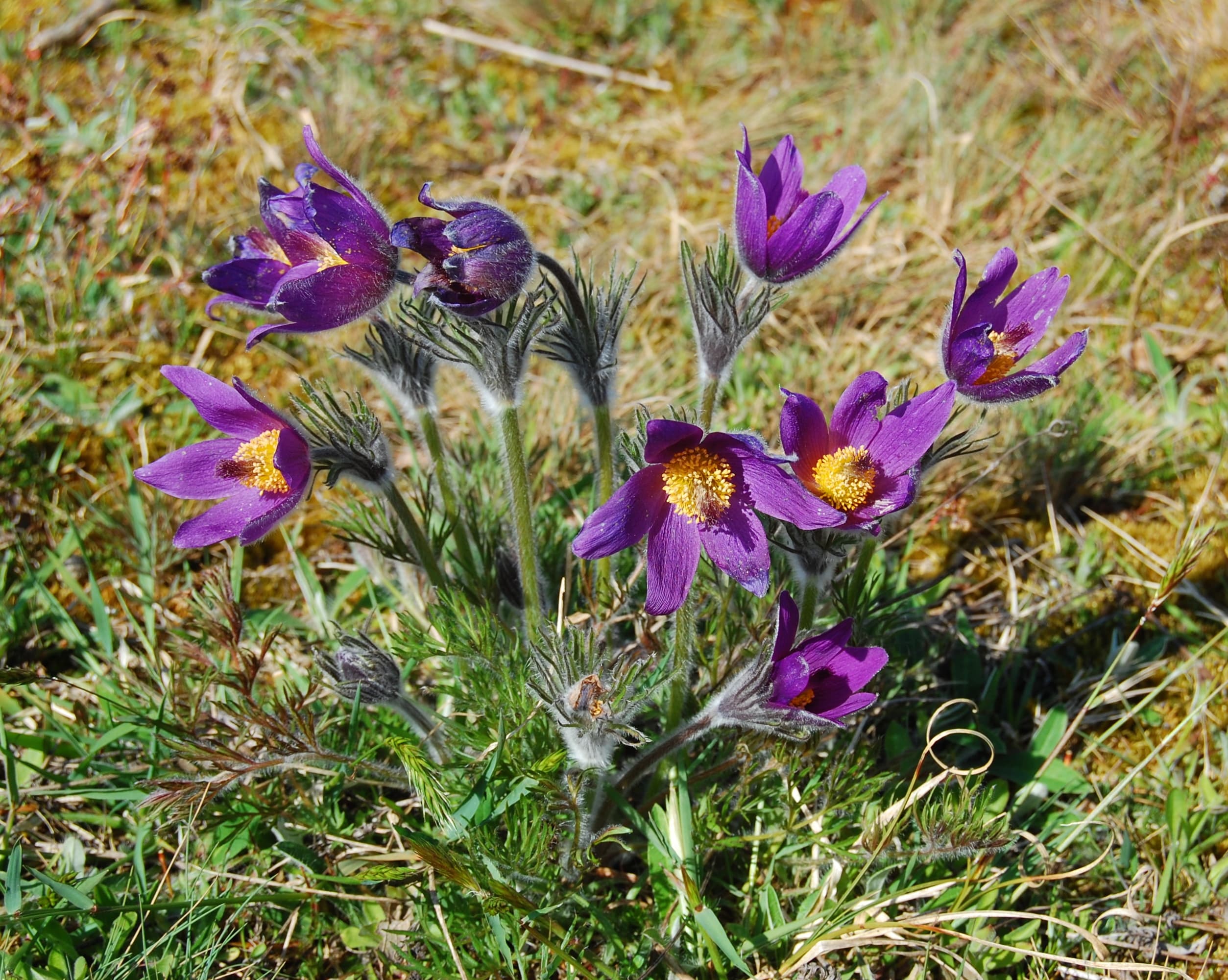 Wildemanskruid (Pulsatilla vulgaris)