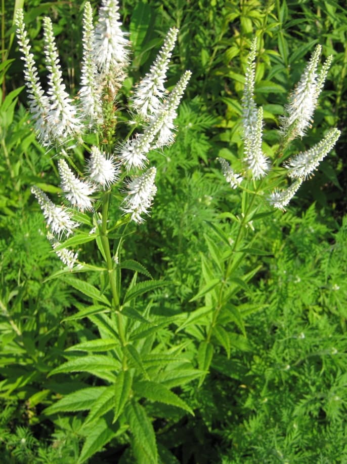 Kattenstaart (Veronicastrum virginicum)