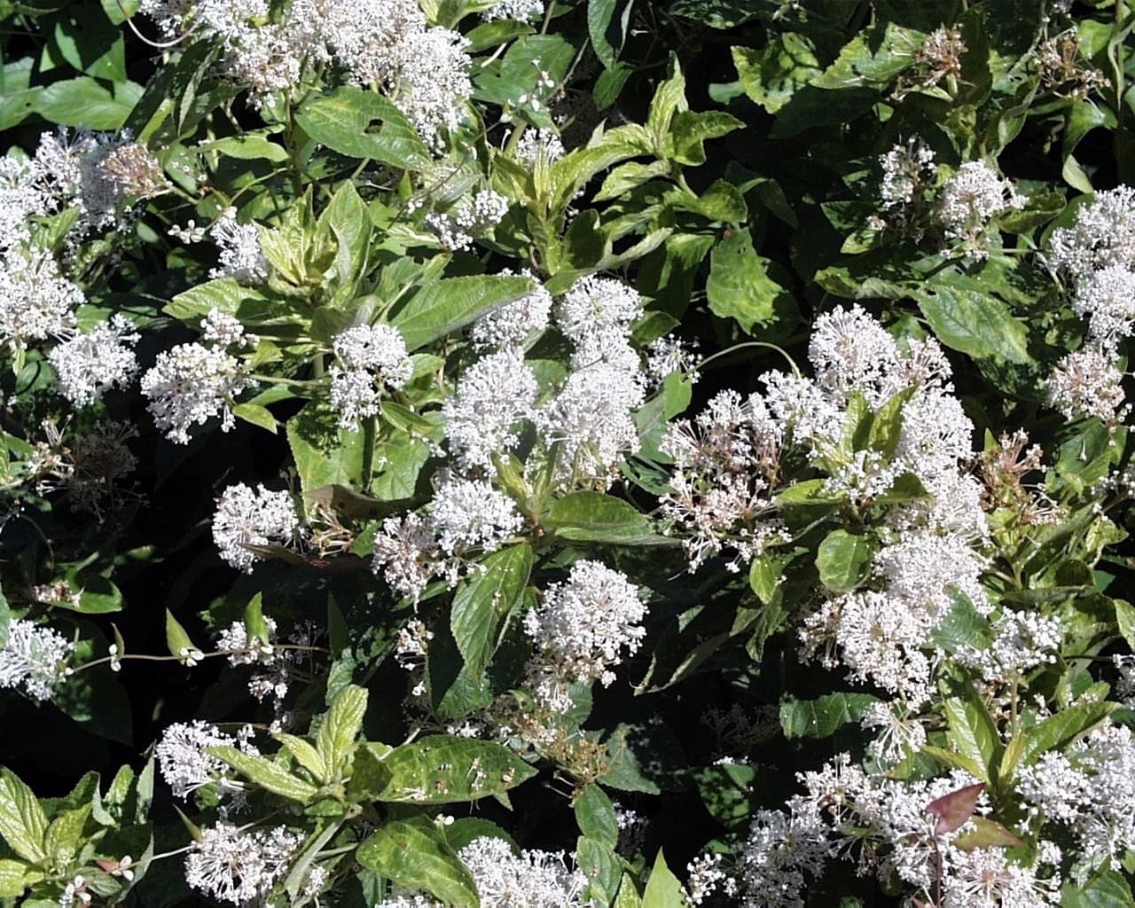 Ceanothus (Ceanothus × delileanus 'Gloire de Versailles')
