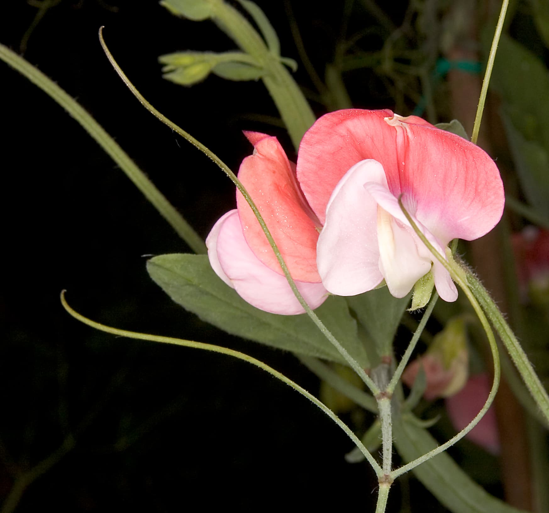 Pronkerwt (Lathyrus odoratus)