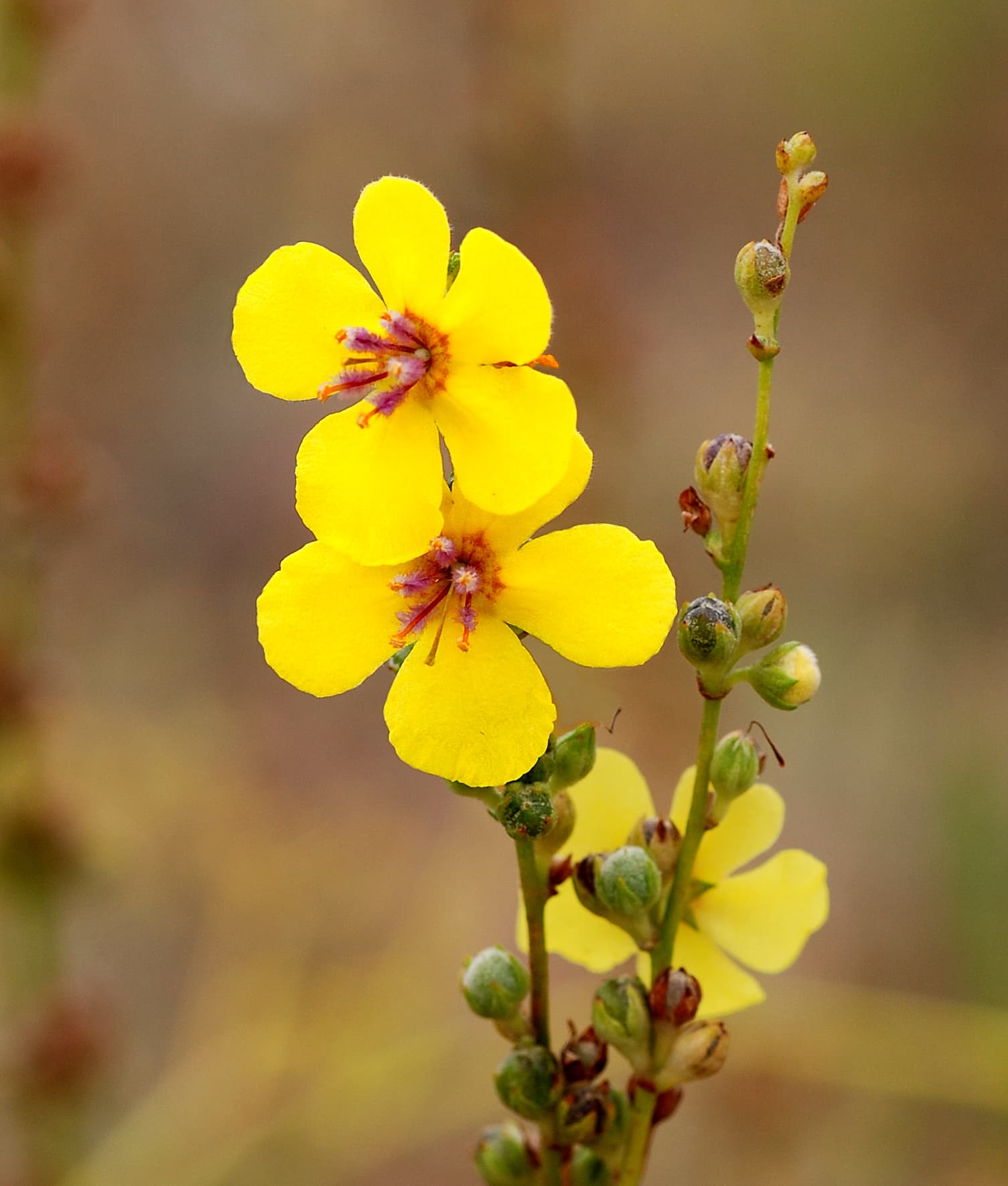 Toorts 'Southern Charm' (Verbascum 'Southern Charm')
