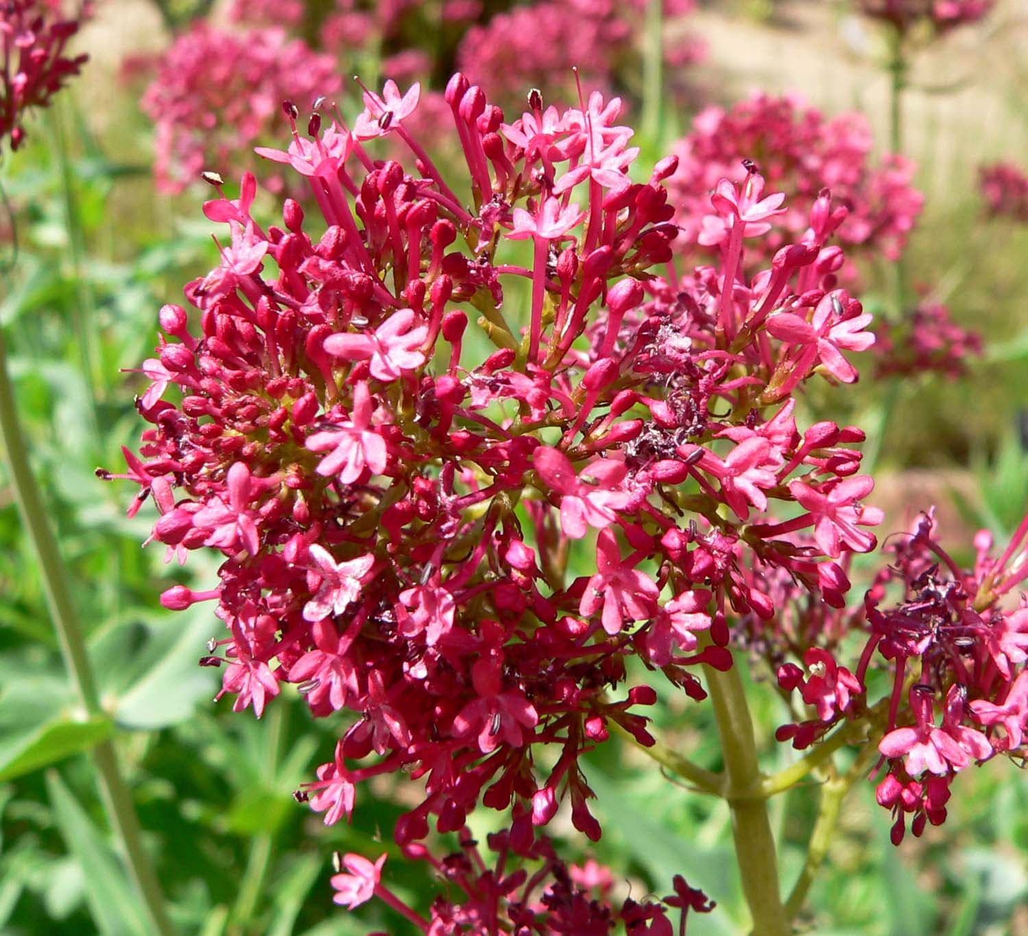 Spoorbloem (Centranthus ruber)