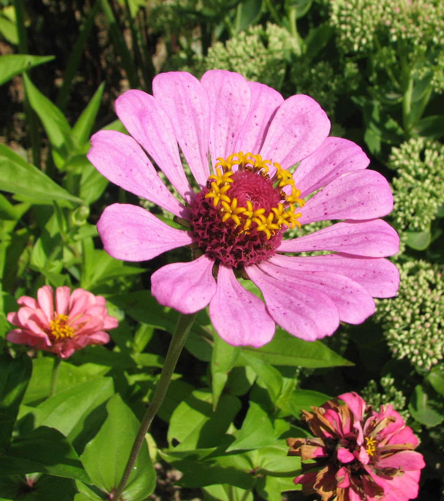 Zinnia (Zinnia elegans)