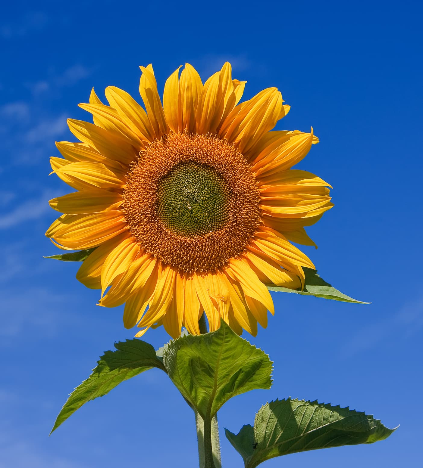 Vaste zonnebloem (Helianthus decapetalus)