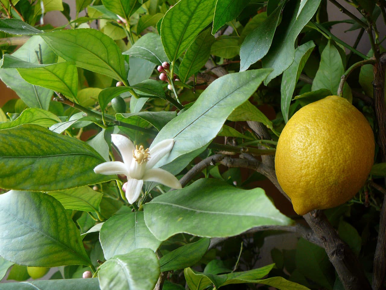 Citroen (Citrus limon)