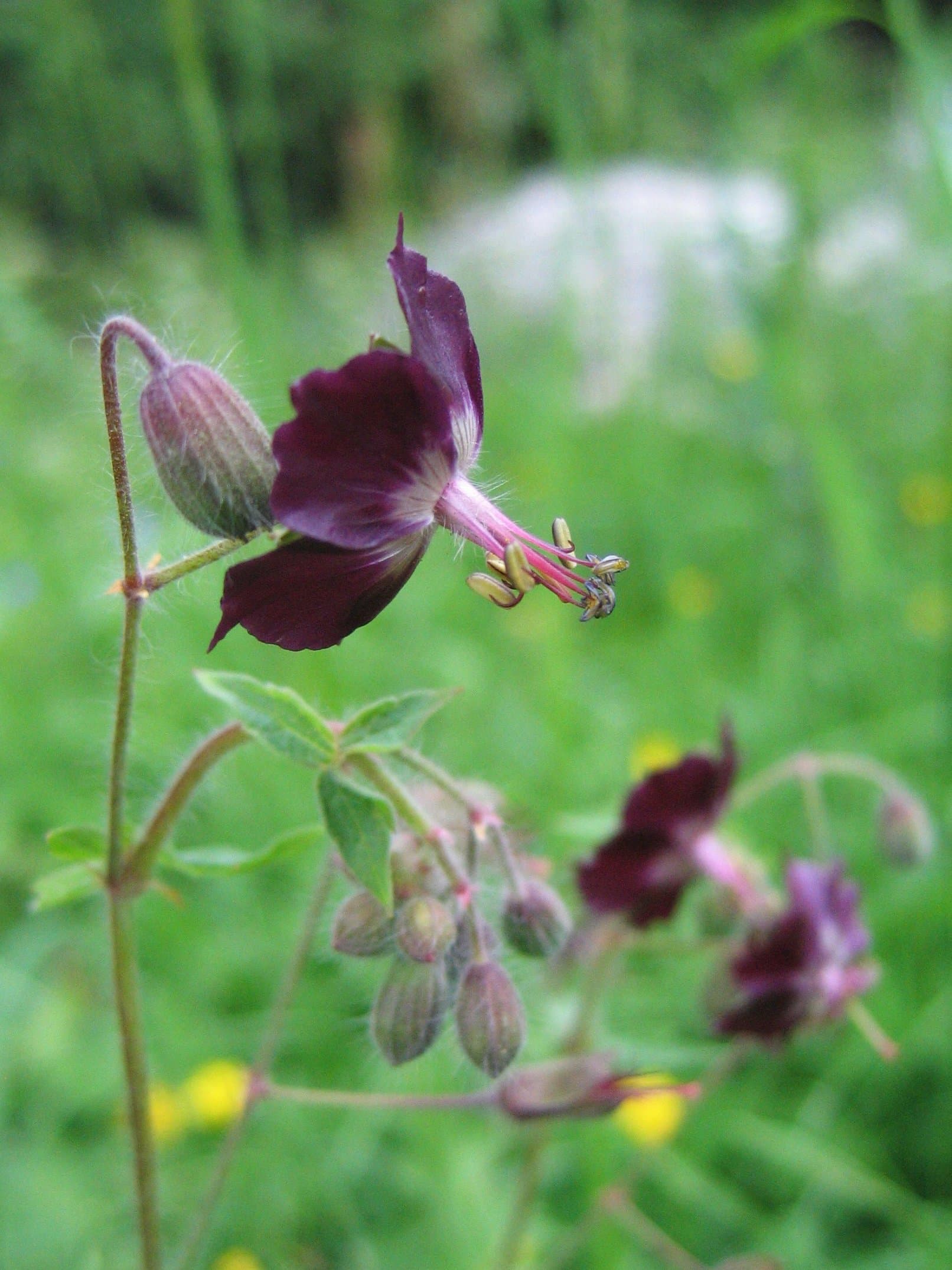 Ooievaarsbek (Geranium phaeum) (Geranium phaeum)
