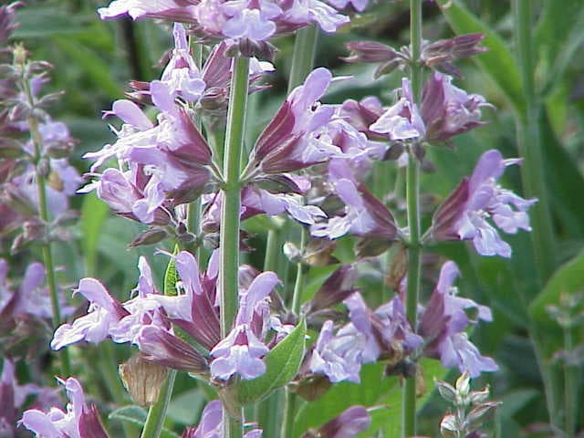 Salie (Salvia officinalis)
