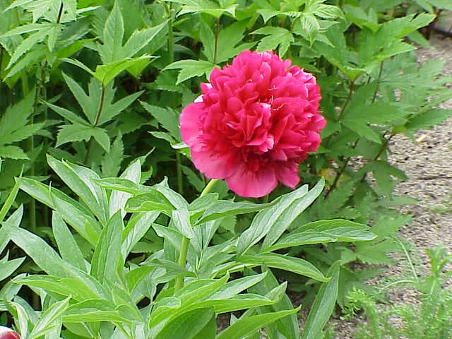 Boerenpioen (Paeonia officinalis)