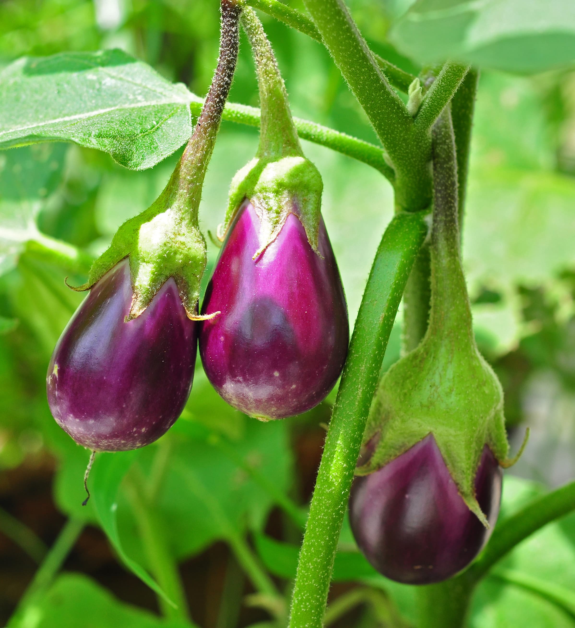 Aubergine (Solanum melongena)