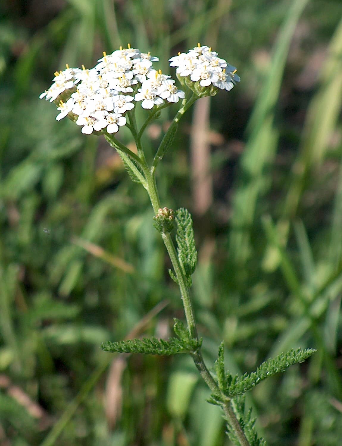 Duizendblad 'Terracotta' (Achillea 'Terracotta')