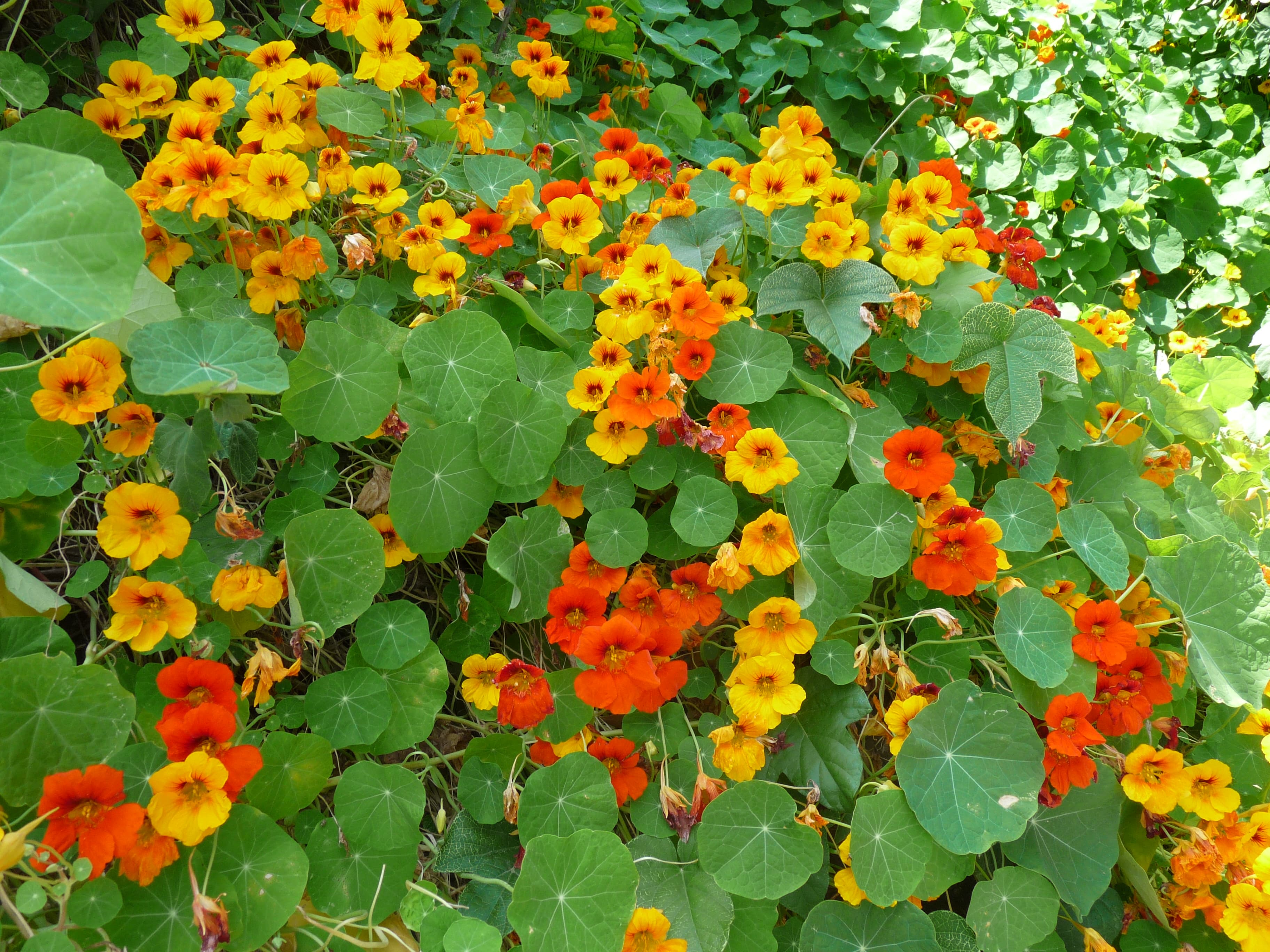 Oost-Indische kers (Tropaeolum majus)
