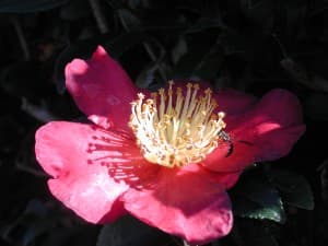 Camellia (Camellia japonica)