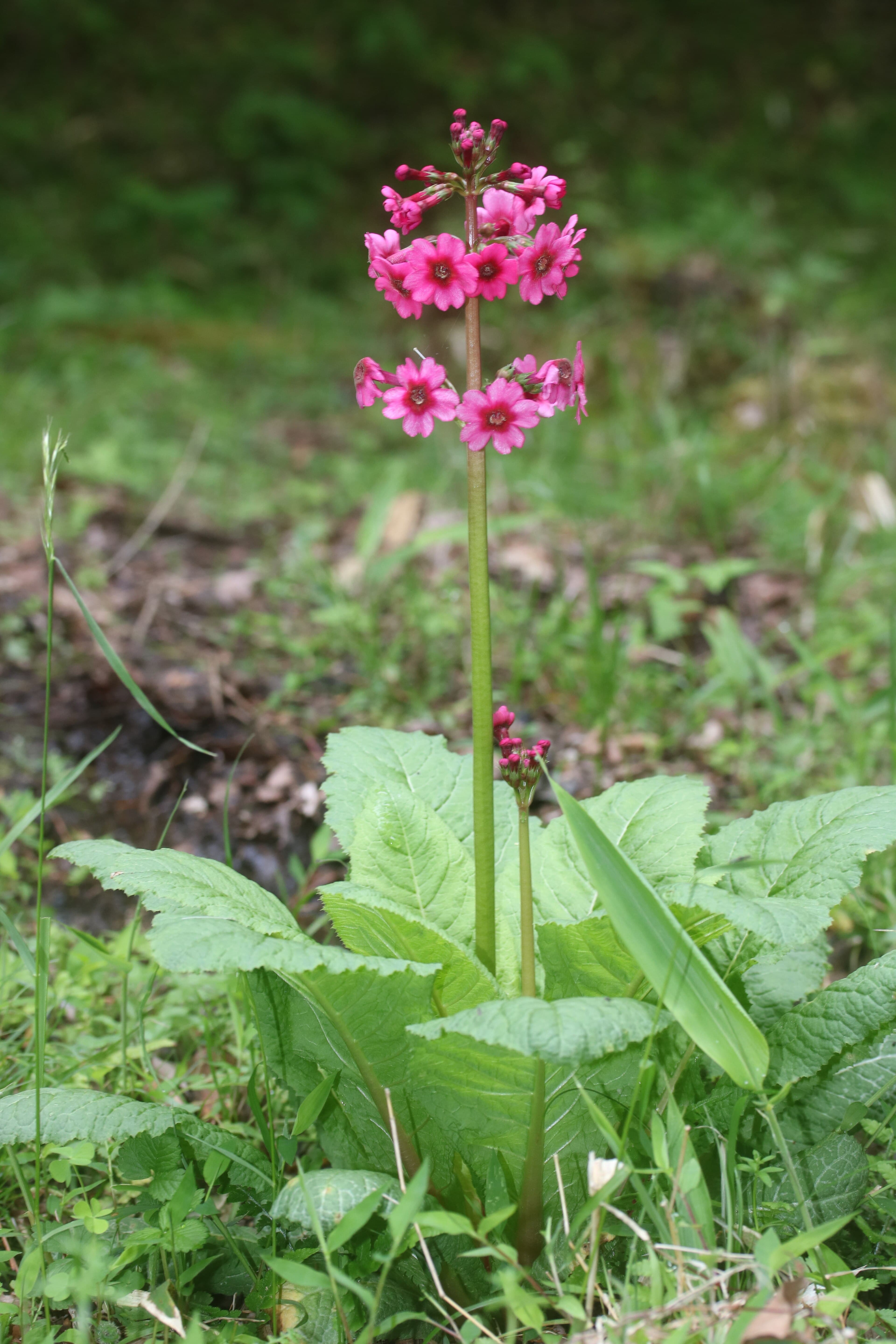 Japanse sleutelbloem (Primula japonica)